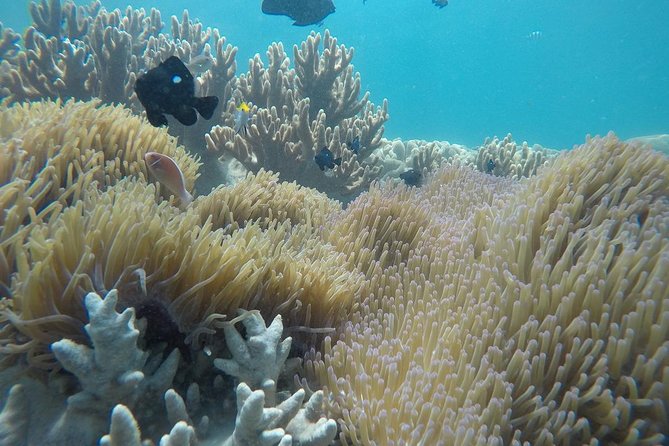 Cham Islands Snorkeling Tour by Speedboat From Da Nang - Overview