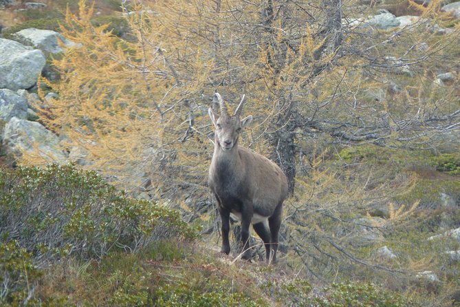 Chamois Observation - Hiking Day - Hiking Trail and Route Information