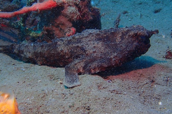 Champagne Reef, Bubble Beach and Scotts Head Snorkeling Tour by Boat in Dominica - Unique Experiences