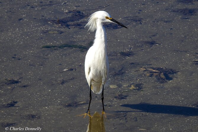 Charleston Bird Watching Tour - Inclusions