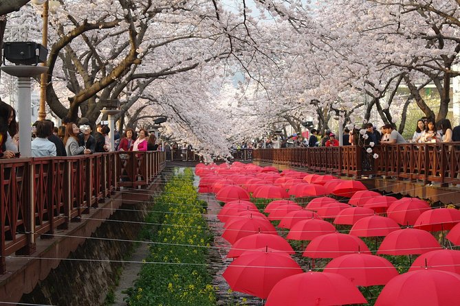 Cherry Blossom Tour in Busan and Jinhae From Busan - Best Time to Visit