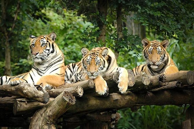 Chiang Mai Night Safari Including Round-Trip Transfer - Inclusions and Meeting/Pickup Details