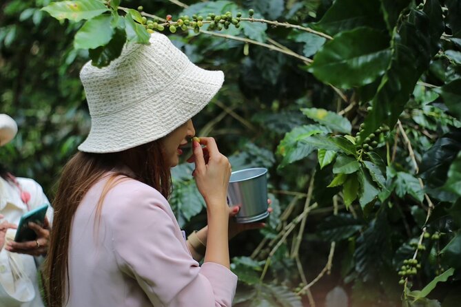 Chiangmai Coffee Farm Tour - Reviews