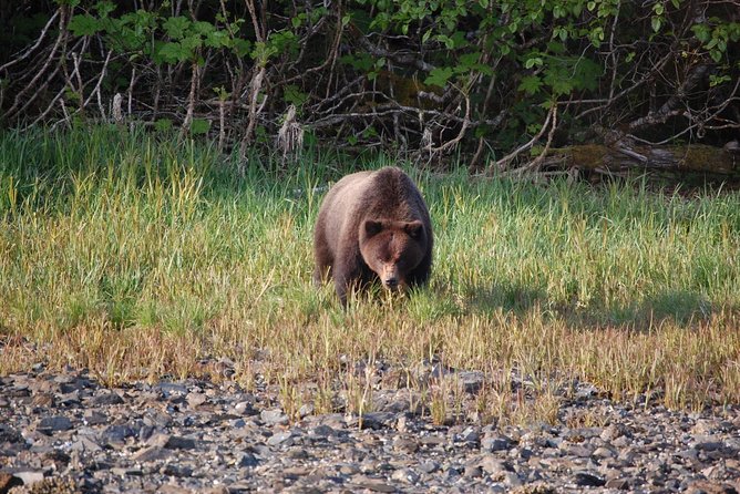 Chichagof Island Tour: Brown Bear Search - Inclusions and Logistics for the Tour