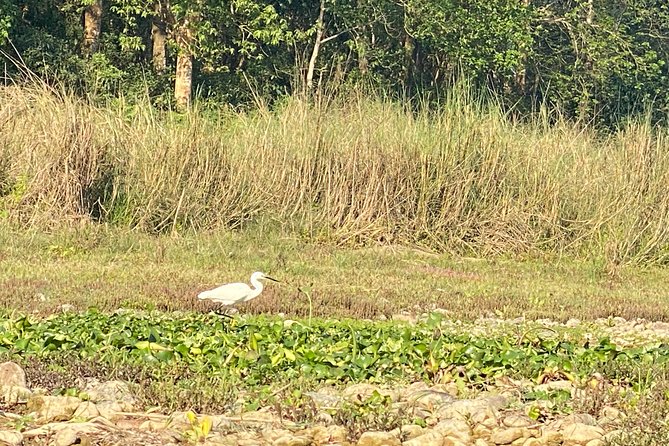Chitwan Jungle Safari Tour - Safari Activities