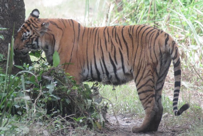 Chitwan Mission Big Cat 4-Day Package  - Sauraha - Inclusions