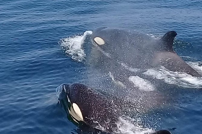 Coastline Whale & Dolphin Watching Experience - Meeting and Pickup Details