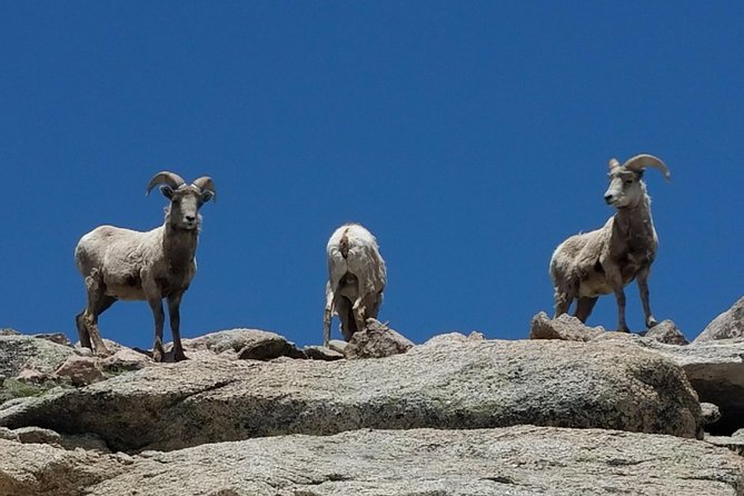 Colorado Gold Rush Mountain and Mine Half-Day Tour From Denver - Touring an Authentic Ghost Town