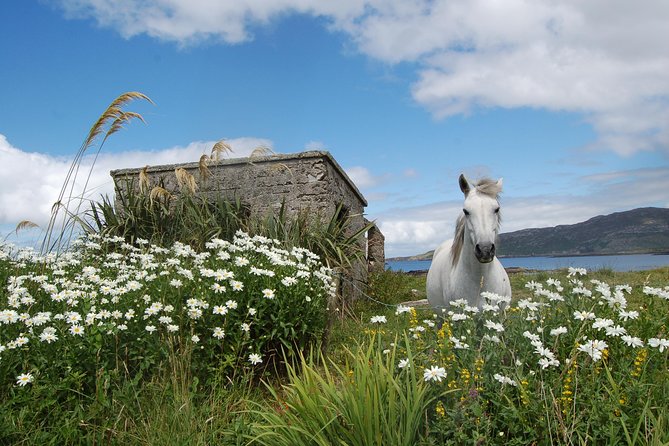 Connemara, Kylemore Abbey and Wild Atlantic Way Tour From Galway - Traveler Photos and Reviews