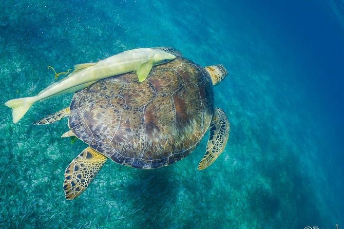 Costa Maya Shallow Reef Snorkeling Tour - Snorkeling Experience Highlights