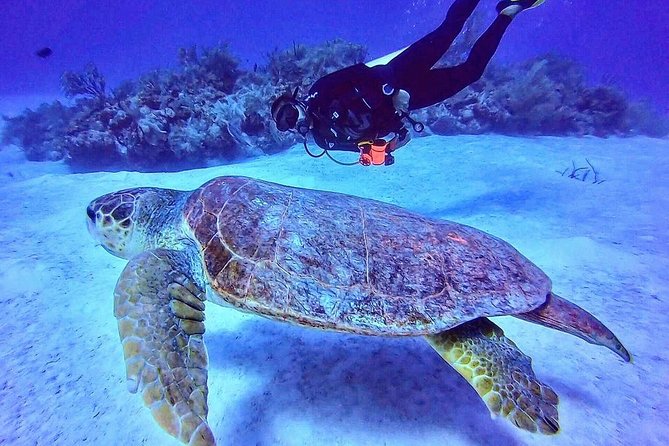 Costa Maya Two-Tank Dive For Certified Divers - Meeting and Pickup Details