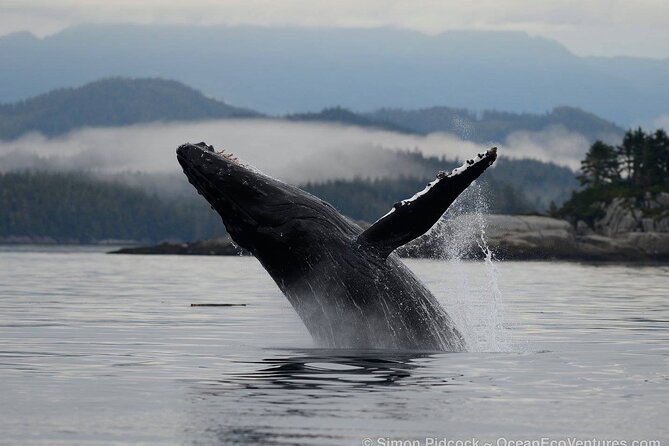 Cowichan Bay Half Day Whale & Wildlife Adventure - Logistics and Meeting Point