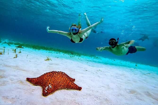 Cozumel Reefs Snorkeling Tour - Service Animals and Public Transportation