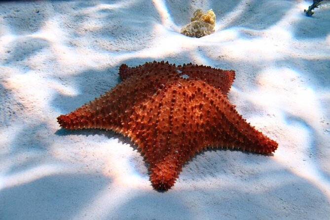 Cozumel Snorkeling Tour: Palancar, Columbia and El Cielo Reefs - Snorkeling Spots