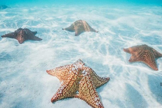Cozumel Snorkeling Tour to Palancar Reef and El Cielo - Traveler Photos