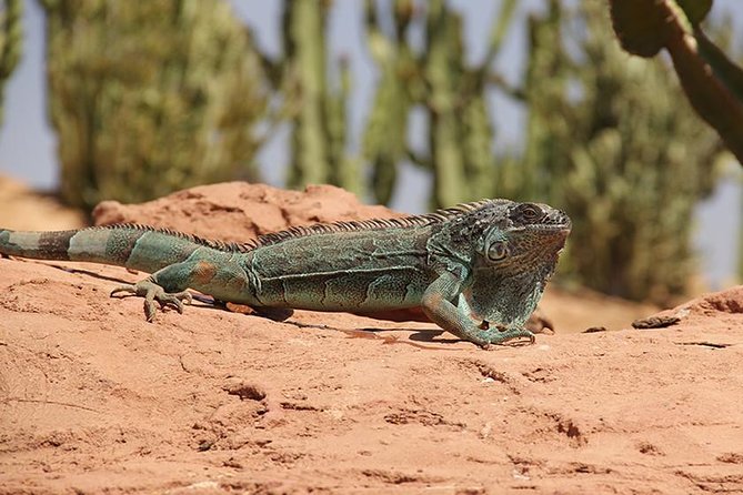 Crocoparc Tour in Agadir - Details and Pricing of the Crocoparc Tour