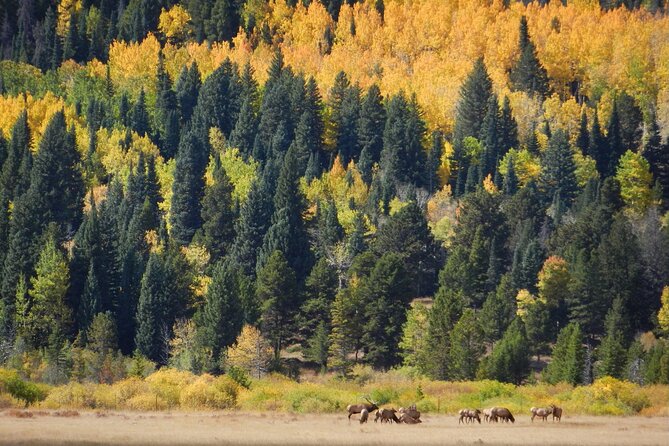 Custom Private Rocky Mountain National Park Tour - Cancellation Policy