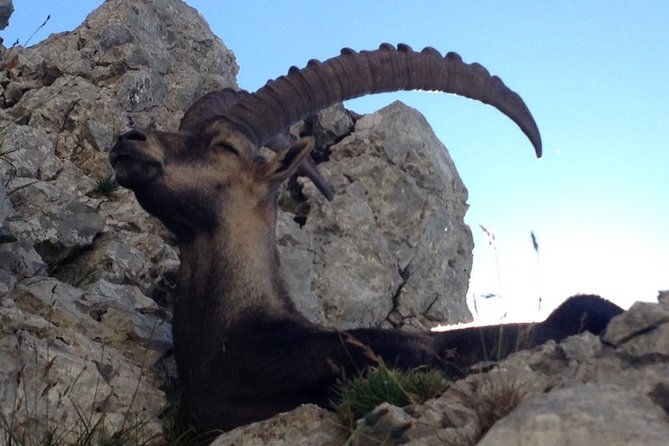 Customizable Private Tour of Swiss Highlights From Zurich - Meeting and Pickup Information
