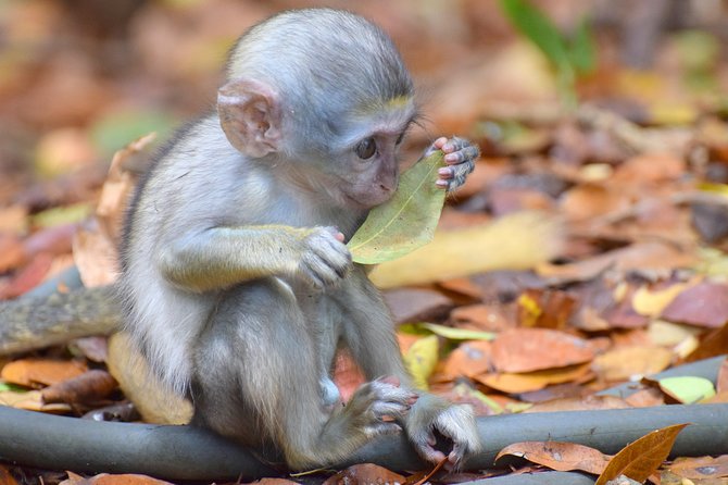 Day Tour Including Harrisons Cave St. Nicholas Lunch and Monkeys - Traveler Reviews and Ratings