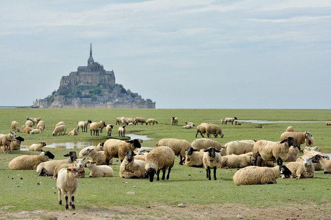 Day Trip With a Local Driver Mont Saint-Michel From Saint-Malo - 6 Hours - Reviews and Photos