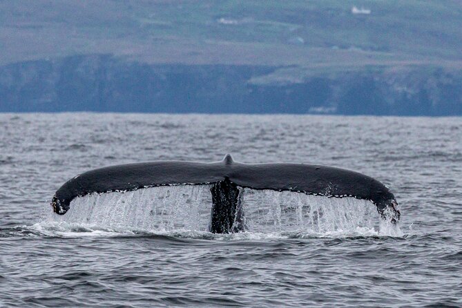Dingle Boat Tours Wildlife RIB Adventure - Common Questions