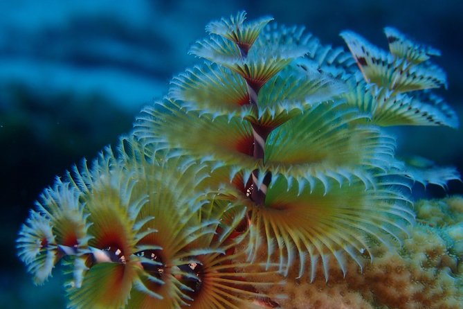 Discover Diving in Curacao - Common Questions