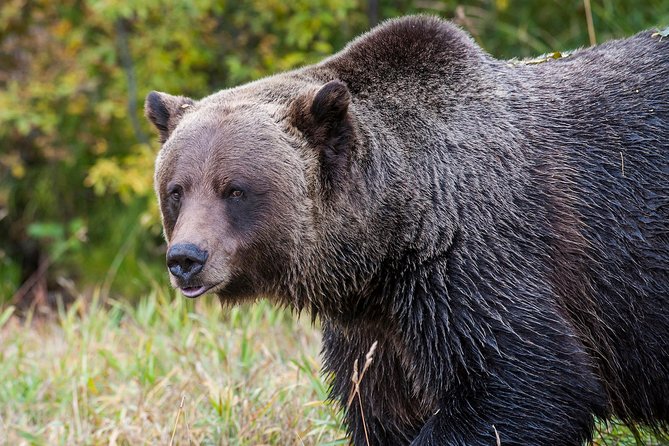 Discover Grizzly Bears From Banff - Meeting and Pickup Details