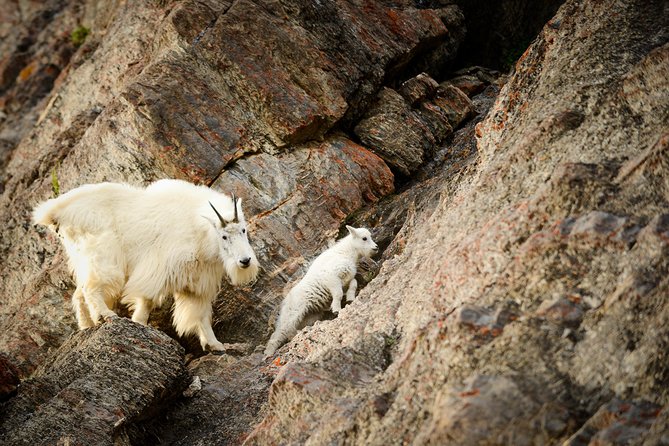 Discover Jasper and Its Wildlife - Traveler Photos and Reviews