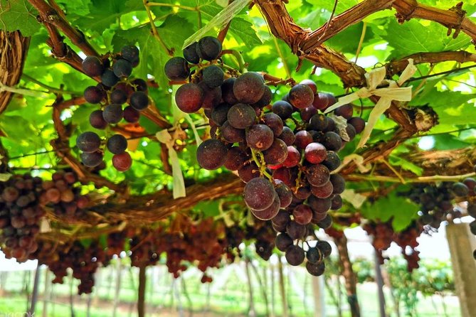 Discover Nepalese Winery - Production Process at Nepalese Wineries
