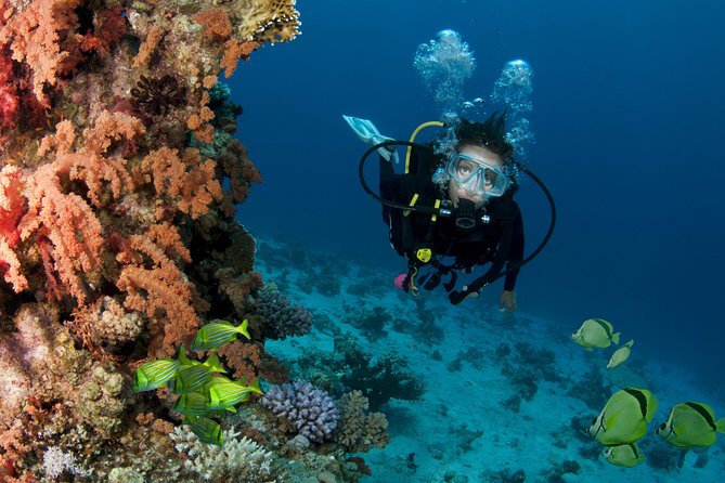 Discover Scuba Diving Around Los Cabos - Onsite Instruction and Video Training