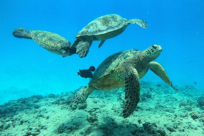 DISCOVER Scuba Diving Experience in Honolulu - Tour Details