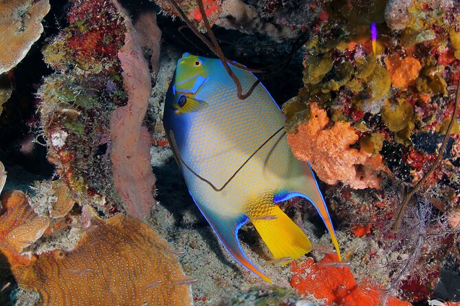 Discover Scuba Diving Experience - Terms & Conditions