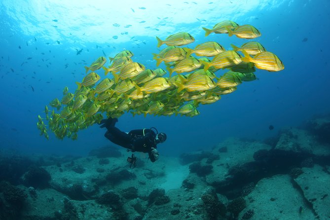 Discover Scuba Diving for Beginners With MANTA in Cabo San Lucas - Inclusions and Additional Options