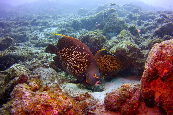 Discover Scuba Diving in Curacao - Meeting and Pickup Information