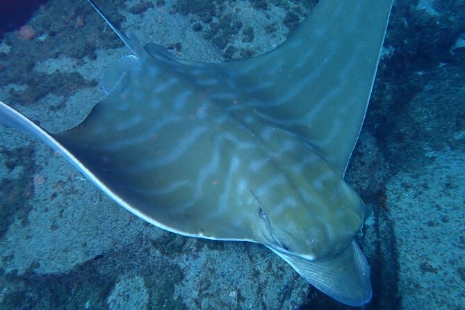 Discover Scuba Diving, Tenerife. Photos and Videos Included - Capturing Memories: Photos and Videos of Your Dive
