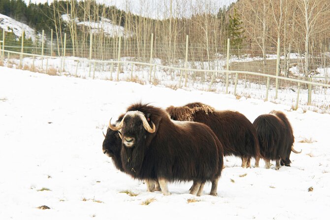 Discover Whitehorse With Northern Lights and Yukon Wildlife Tour - Northern Lights Viewing Experience