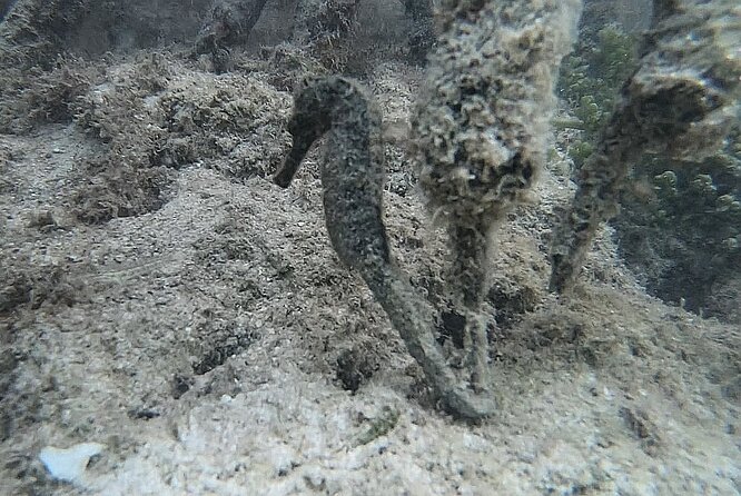 Discovery by Boat of the Mangrove and Its Lagoon in 7 Stages Including 4 Swimming - Third Swimming Adventure