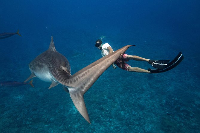 Dive With the Sharks, Moorea and Tahiti - Meeting and Pickup Points