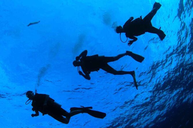 Diving Baptism in the Marine Reserve of Cabo Tiñoso - Experience the Thrill of Diving