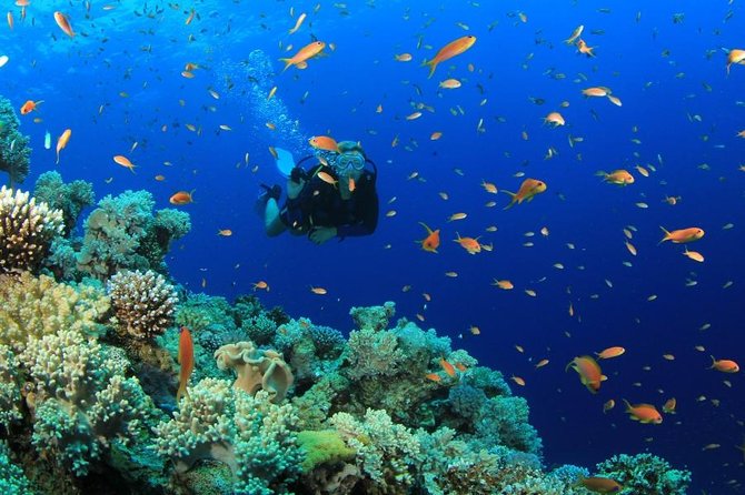 Diving (For Beginner Diver) - Pattaya - Transfers and Equipment Provided