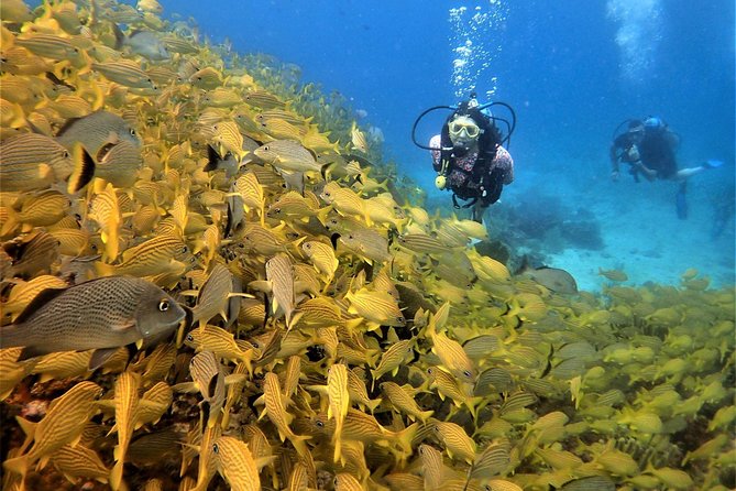 Diving in Cancun Underwater Museum of Art - Experience the Unique Underwater Museum of Art