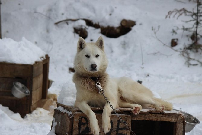 Dogsled Adventure in Mont-Tremblant - Halfway Point Scenic Stop