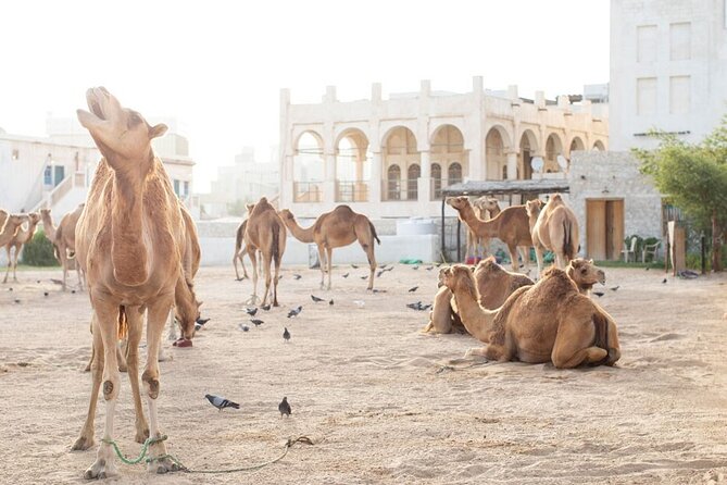 Doha Layover, Stopover,Transit (4 Hours Private Guided City Tour) - Itinerary Overview