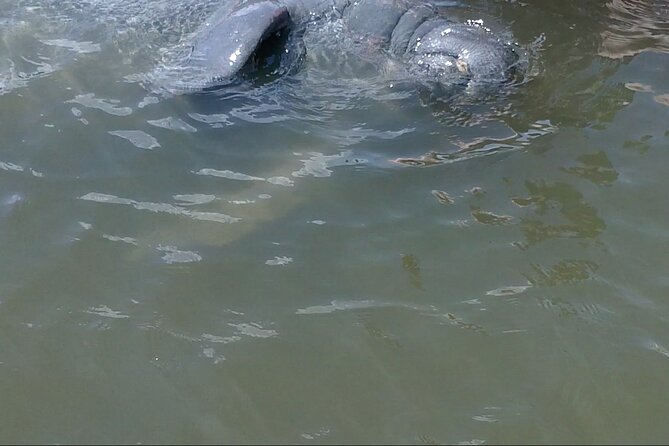 Dolphin and Manatee Adventure Tour of Merritt Island - The Sum Up