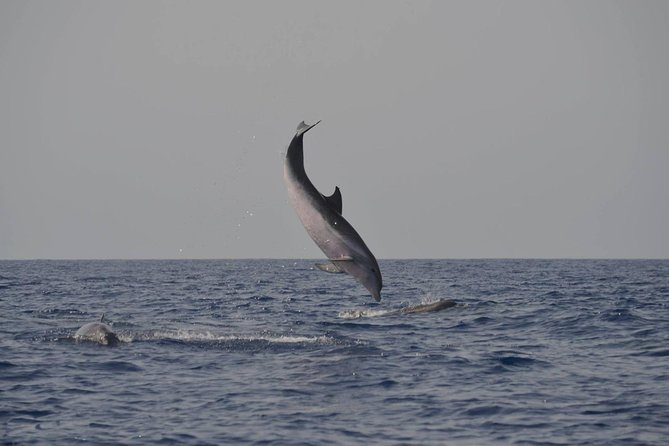 Dolphin and Whale Watching by Flipper in La Palma - Expectations