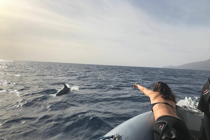 Dolphin and Whale Watching in La Restinga - Searching for Dolphins and Whales