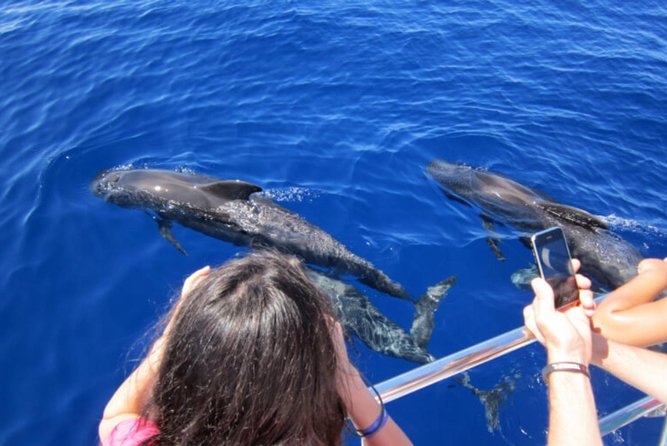 Dolphin and Whales Watching Cruise From Puerto Rico De Gran Canaria - Overview and Itinerary