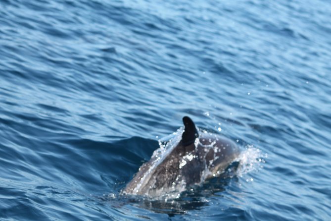 Dolphin Discovery - Meeting and Pickup Information