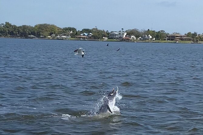 Dolphin Tour With Local Expert - Tour Location