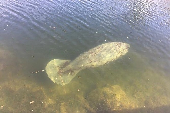 Dolphin Tours Along and Near the Beautiful Indian River Lagoon - Meeting and Pickup